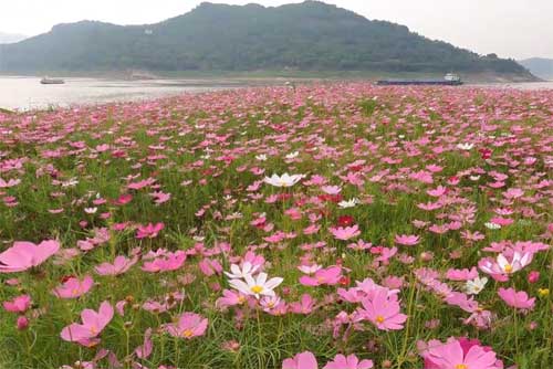 巴南旅游