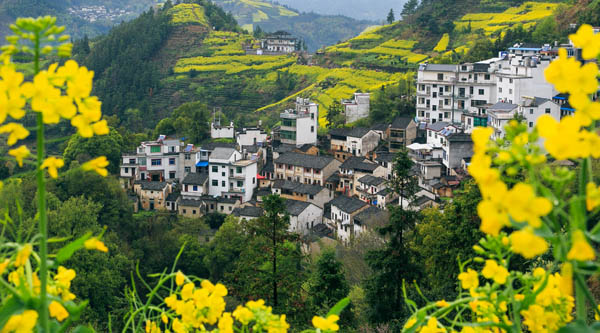 花海黃山-廬山-婺源篁嶺-宏村-景德鎮(zhèn)雙動(dòng) 6 日游
